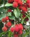 Rambutan tree The one of the largest cultivars in Asia. 