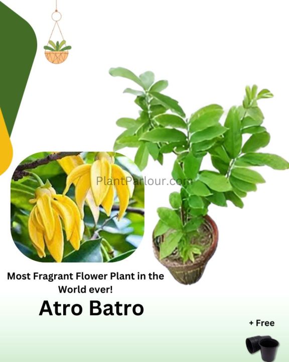 Atro%20Batro%20the%20most%20Fragrant%20Plant%20in%20World%20Ever!%20%7C%20Big%20size%20Original%20Atro%20batro%20Plant%20with%20Pot%20%20%7C%20Not%20seeds%20%7C%20Live%20Atro%20batro%20%7C%20Artabotrys%20hexapetalus%20plant%20with%20pot%20%7C%20Plant%20Parlour%20-%20Image%207