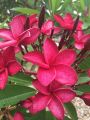Red kathgolap/Plumeria flower plant outdoor plant 10-15 inch long plant with soil 1 piece.