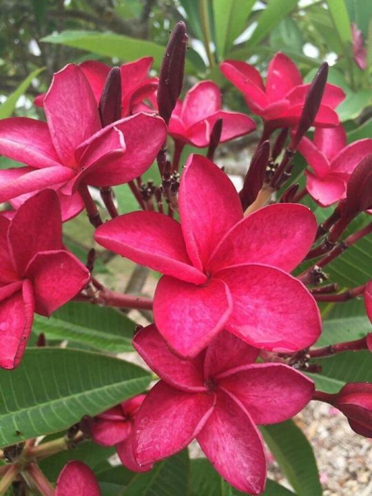 Red%20kathgolap/Plumeria%20flower%20plant%20outdoor%20plant%2010-15%20inch%20long%20plant%20with%20soil%201%20piece%20-%20Image%205