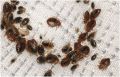 Bed Bug Treatment / Pest Control per room. 