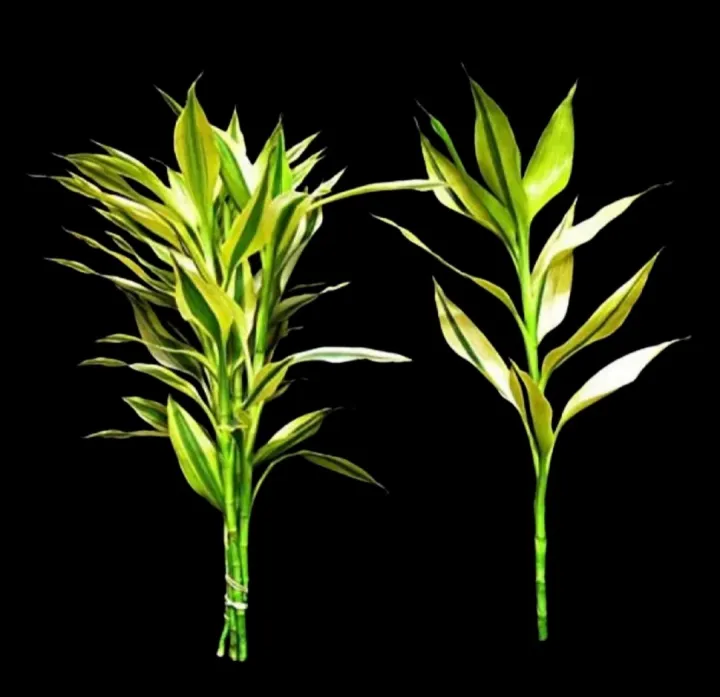 2 piece LuckyBamboo stick / variegated lucky bamboo stick / Green lucky bamboo / Real indoor plant/ Best indoor plant lucky bamboo