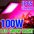 Led Grow Light Plant Hydroponic Lamp LED Full Spectrum 220V LED Phytolamps Light Greenhouse Seeds Flower Grow Lighting 50W 100W. 