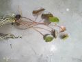 wanavisa water lily 1 matured plant. 