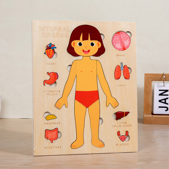 Montessori%20Puzzles%20Busy%20Board%20Human%20Body%20Teaching%20Learning%20Body%20Parts%20For%20Children%20Early%20Education%20Games%20Toddlers%20Quiet%20Books%20-%20Image%208
