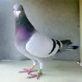 Pigeon rings (10 pieces). 