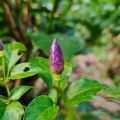 දම් කොච්චි Purple Kochchi 20 Seeds Miris Chili Pepper for Natural Organic Farming Vegetable, Fruit & flower Seed. 