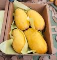 Sindhri Mango 🥭 Export Quality. 