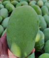 MULTANI WHITE CHUNSA MANGO  EXPORT QUALITY ( 9 -10 KG). 