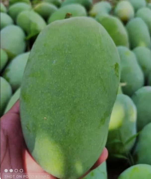 MULTANI%20WHITE%20CHUNSA%20MANGO%20%20EXPORT%20QUALITY%20(%209%20-10%20KG)%20-%20Image%203