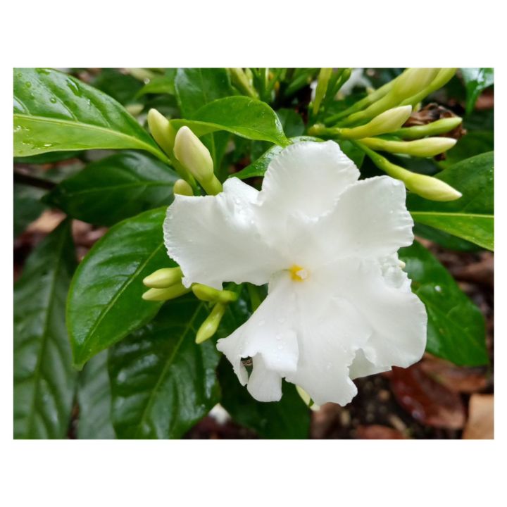 Wathusudda plant double petal