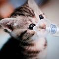 Pet Aerosol Chamber Cat Portable Inhaler Spacer With Medical PVC Mask Nebulizer Chamber For Animals Veterinary Equipment For Dog. 