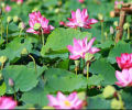 Thailand mix colours 10 Lotus seeds for your home garden. 