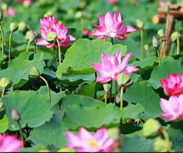 Thailand%20mix%20colours%2010%20Lotus%20seeds%20for%20your%20home%20garden%20-%20Image%203