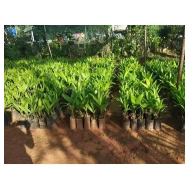 Natural%20Puwak%20Plant%20:%20Indigenous%20Beauty%20for%20Your%20Garden%20-%20Image%202