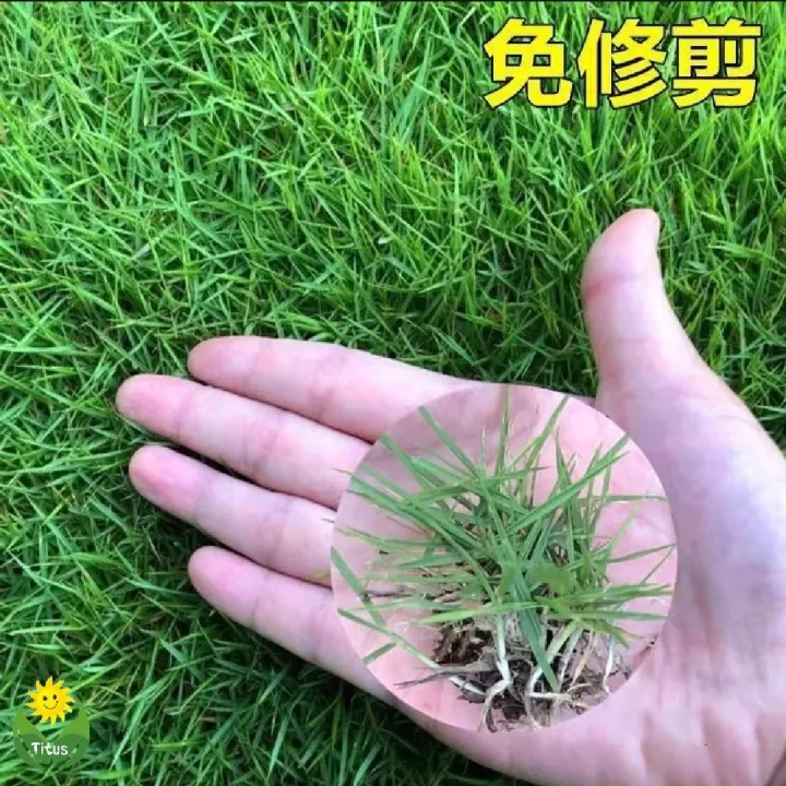 Imported Sports and Field Grass Seeds - 200+ Pcs(আমদানিকৃত ক্রীড়া এবং ...