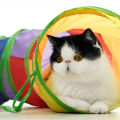 Cat Tunnel Tube Foldable Cat Toys Kitty Training Interactive Fun Toy Tunnel Bored for Puppy Kitten Pet Supplies Cat Accessories.