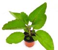 patharchatta plant. 