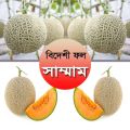 Rock melon Seed 10 Piece For garden - Fruit Seed - সাম্মাম/রকমেলন বীজ.