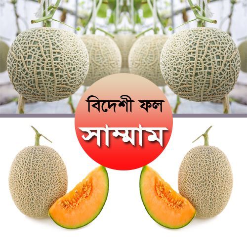 Rock melon Seed 10 Piece For garden - Fruit Seed - সাম্মাম/রকমেলন বীজ