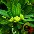 Premium Star Anise 30g - Badiyan Ka Phool - Whole Star Anise Spice for Biryani & Garam Masala. 