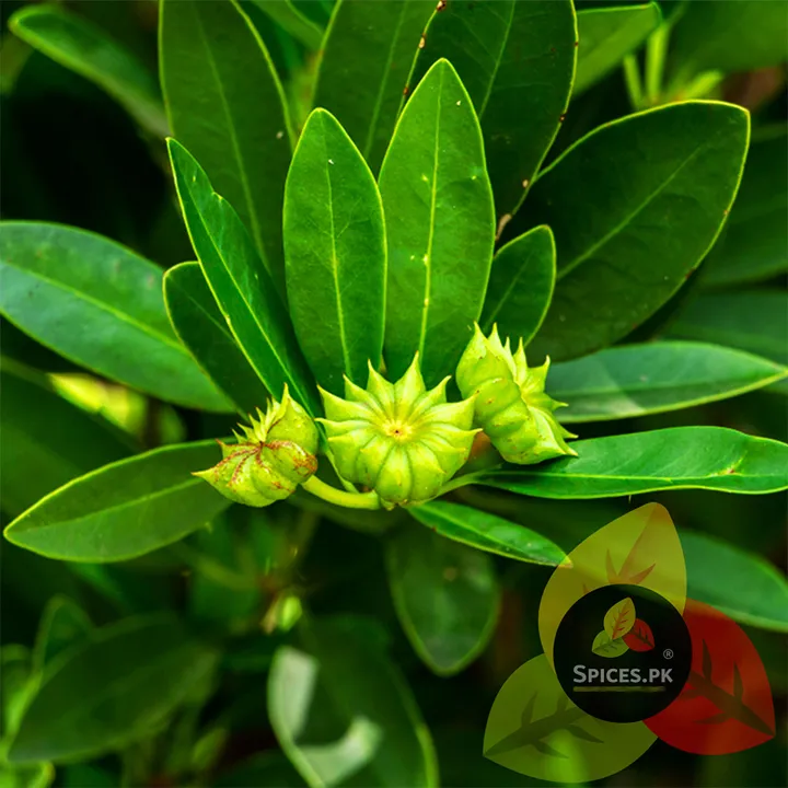 Premium%20Star%20Anise%2030g%20-%20Badiyan%20Ka%20Phool%20-%20Whole%20Star%20Anise%20Spice%20for%20Biryani%20&%20Garam%20Masala%20-%20Image%207