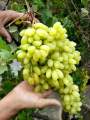 Seedless Sundar khani Grapes Vine plant with pot | Seedless grapes, Export Quality plant by Plant Parlour , Fruiting in pot | Fruit plants | Outdoor Plant. 
