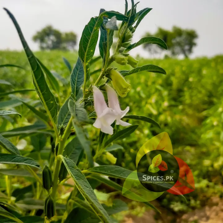 Premium%20Organic%20Black%20Sesame%20Seeds%20(Kalay%20Til)%20-%2070g%20%7C%20100%25%20Pure%20&%20Natural%20Black%20Til%20for%20Cooking,%20Baking%20&%20Hair%20Health%20-%20Image%208