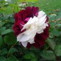 Zampa Dust Rose Seeds. 