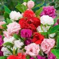 Balsam Camellia Mix Summer Flower Seeds. 