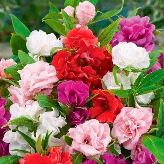 Balsam Camellia Mix Summer Flower Seeds