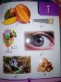 My first learning Urdu Alphabet (Urdu Qaidaa) premium quality| big size pictures. 