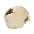 Fish Tank Aquarium Skull Decoration Breeding House Simulation Resin Cranium Statue Spider Scorpion Lizard Shelter Home Ornament. 