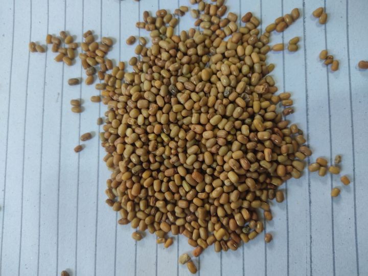Natural Whole Moth Beans 1000gm