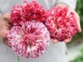 Flemish Antique Poppy, 50 Seeds. 