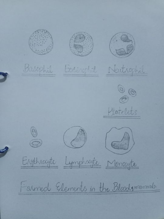 Practical%20Notebook%20Biology%20class%2011,12%20(%20Fully%20Solved,%20unchecked%20)%202025%20Edition%20-%20Image%208