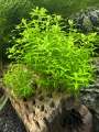 Aqua Plant World - Pearl Weed (Hemianthus Micranthemoides) - Live Aquatic Fast Growing Plant - 10 stems. 