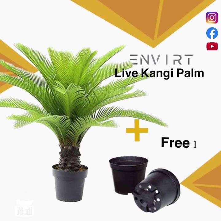 live Kangi palm plant, size: 3 feet | Sago Palm plant, Cycas revoluta plant With pot | indoor plants | Real Kangi Palm | Plant Parlour