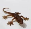 Kids Rubber Lizard Pack of 2. 