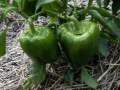20 Seeds Bell Pepper Capsicum loose Seeds. 