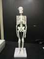Mini Skeleton For student  - Human Skeleton Model for Anatomy Anatomical Skeleton Human Skeleton Anatomy Skeleton Model 17in. 