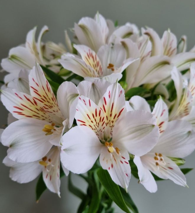 Alstroemeria Peruvian Lily Flowers Rare Beautiful Plants tuber Alstomeriya flower