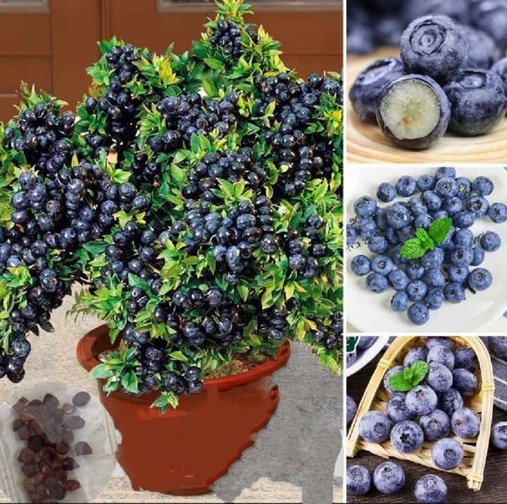 Thai Blueberry Fruit Bonsai Tree Seeds - 10+ Pcs Seeds