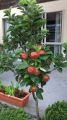 Global Apple Tree Seeds Confirmed germinated -15pcs. 