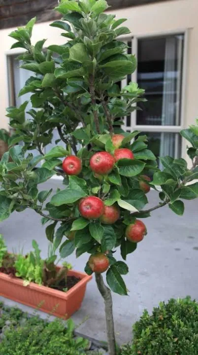 Global%20Apple%20Tree%20Seeds%20Confirmed%20germinated%20-15pcs%20-%20Image%203