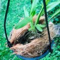 1kg Coconut Husk Fiber 100% Natural Growing Media Coir Fiber for Orchid, Anthurium & Hoya Plant Home Gardening. 