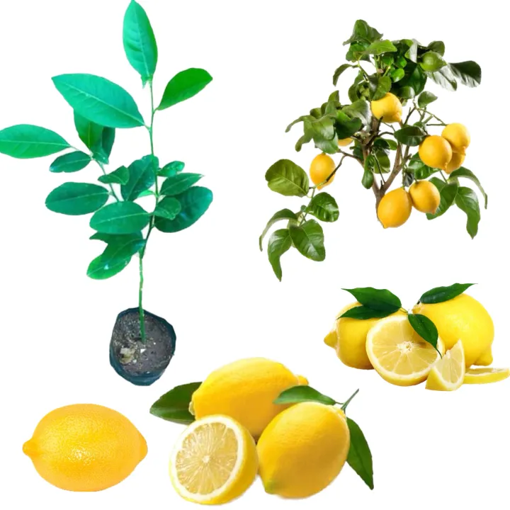 Lemon%20plant%20-%20Image%205