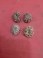10 Mukhi Rudraksha Nepali Bead / 10 Face Rudraksha. 