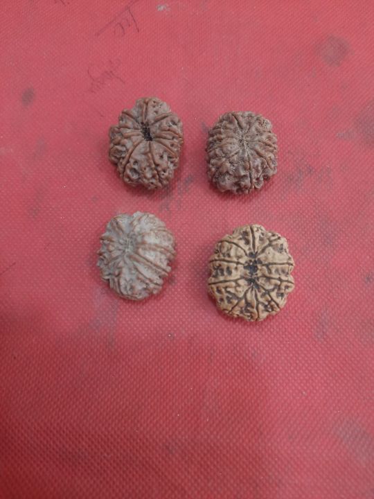 10%20Mukhi%20Rudraksha%20Nepali%20Bead%20/%2010%20Face%20Rudraksha%20-%20Image%202