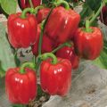 F1 hybrid Shimla mirch / capsicum/ bell peppers seeds in red , green , yellow and purple. 